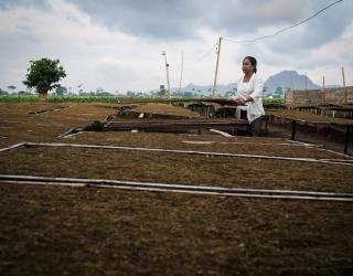 Petani Tembakau sedang menjemur srintil-tembakau legendaris yang kualitasnya disebut-sebut terbaik di dunia. (Foto: Julian)