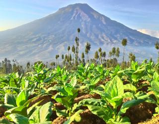 Setiap tahun, sekitar 12.000 ton tembakau Temanggung dihasilkan. (Foto: Hananto Wibisono)
