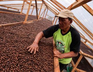 Ketua Lembaga Pengelolaan Hutan Desa (LPHD) Arjuna Lestari, Hidayat, usai memetik biji kopi Arabika jenis Yellow Catura. (Sumber Foto: Robertus Riski)
