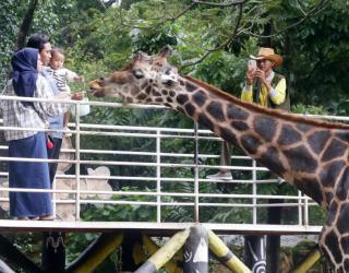 Pengunjung memberi makan jerapah di area satwa herbivora Kebun Binatang Surabaya. (Sumber Foto : Robertus Riski)