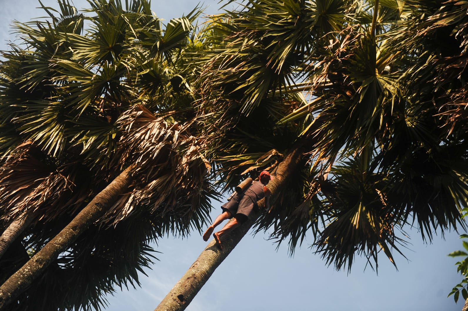 Sukito memanjat pohon siwalan. (Foto: Julian)