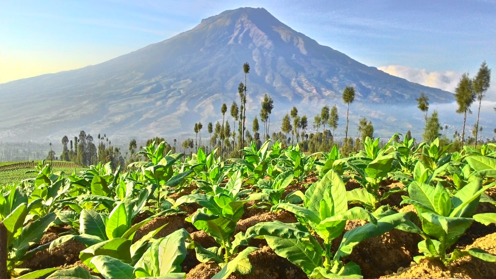 Setiap tahun, sekitar 12.000 ton tembakau Temanggung dihasilkan. (Foto: Hananto Wibisono)
