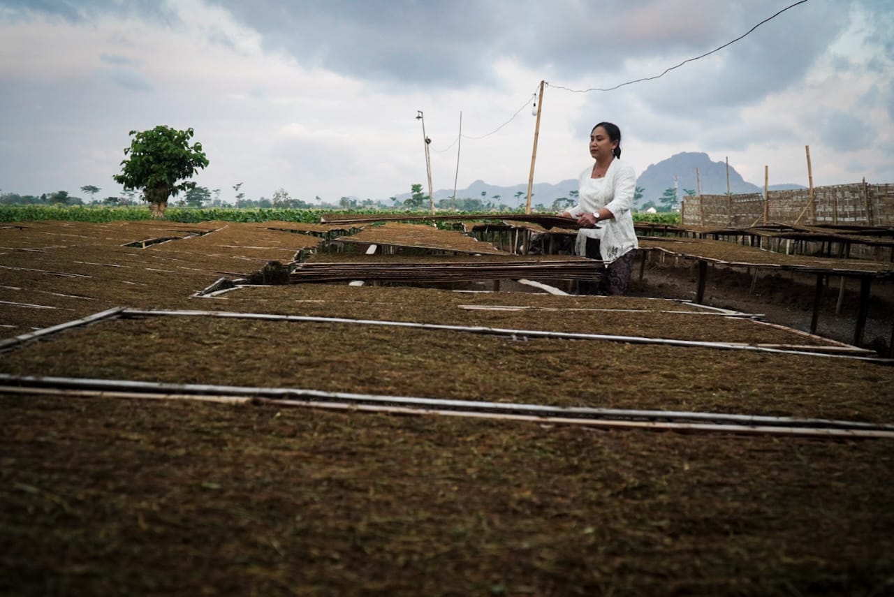 Petani Tembakau sedang menjemur srintil-tembakau legendaris yang kualitasnya disebut-sebut terbaik di dunia. (Foto: Julian)
