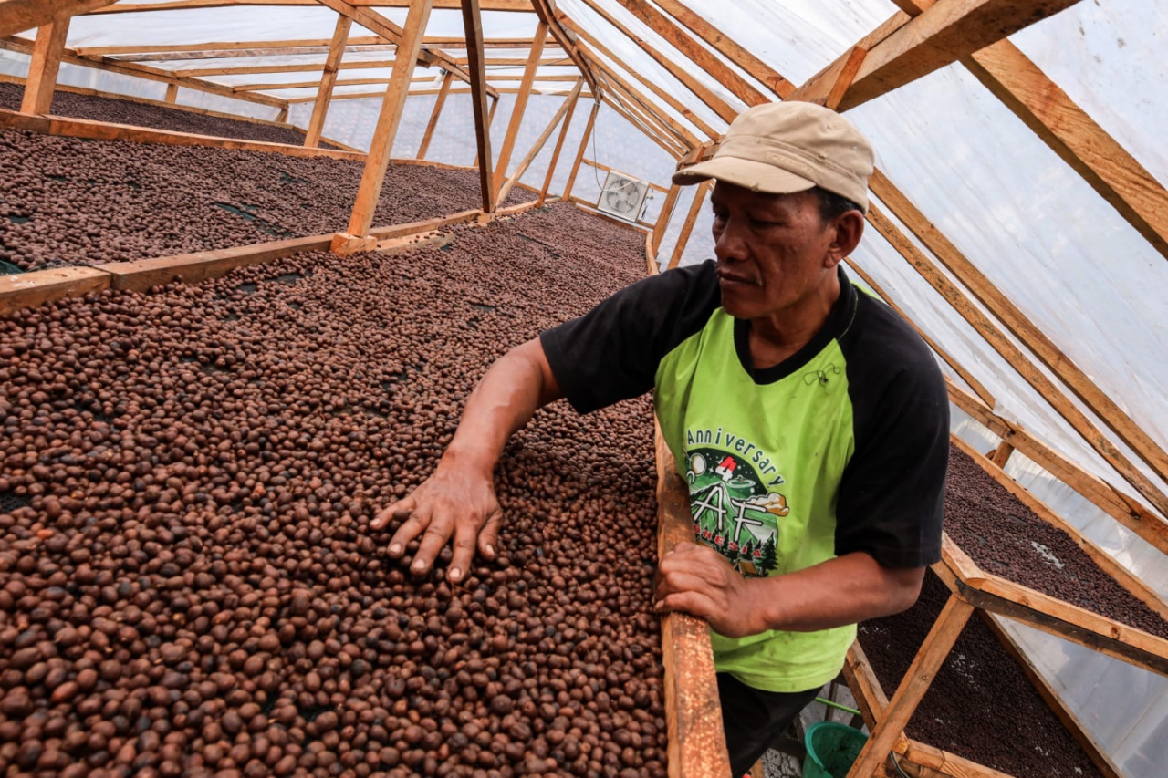 Ketua Lembaga Pengelolaan Hutan Desa (LPHD) Arjuna Lestari, Hidayat, usai memetik biji kopi Arabika jenis Yellow Catura. (Sumber Foto: Robertus Riski)