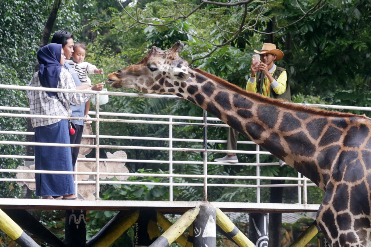 Pengunjung memberi makan jerapah di area satwa herbivora Kebun Binatang Surabaya. (Sumber Foto : Robertus Riski)