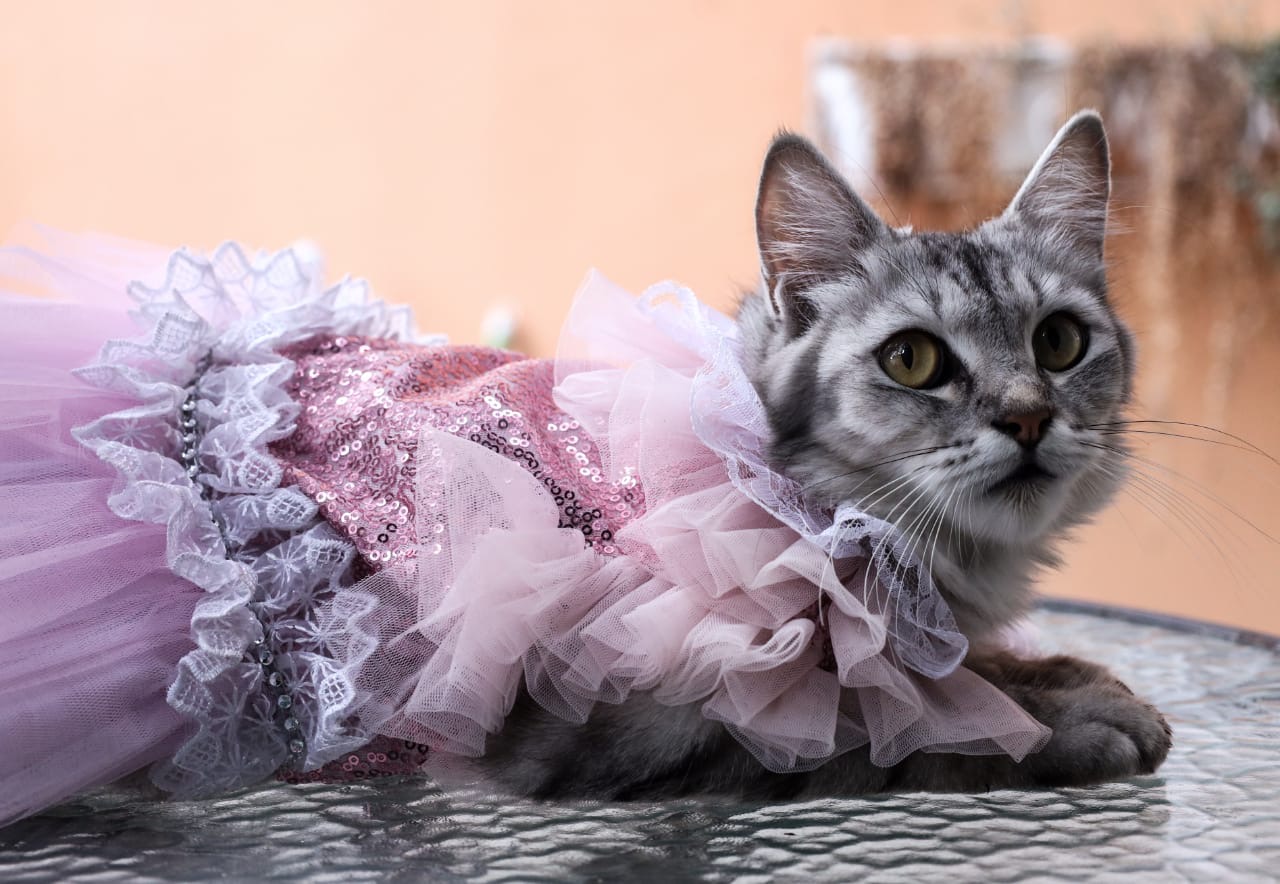 Salah satu baju anabul kreasi Dini dan tim. (Foto : Robertus Riski)